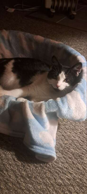 Um gato preto e branco descansa confortavelmente em uma aconchegante cama para animais de estimação forrada com cobertores azuis e brancos, parecendo contente e relaxado em um piso acarpetado.