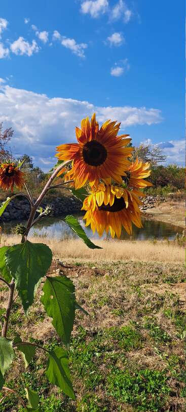 Três girassóis vibrantes florescem sob um céu azul claro, cercados por folhas verdes, perto de um lago calmo e de um campo gramado, capturando uma cena tranquila de outono.