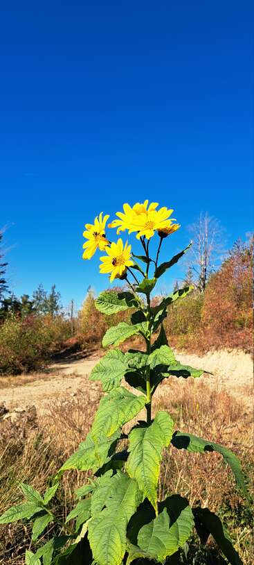 Uma planta alta e verde com flores amarelas brilhantes está em primeiro plano, contra um céu azul vívido e árvores com cores de outono em uma paisagem rural iluminada pelo sol.