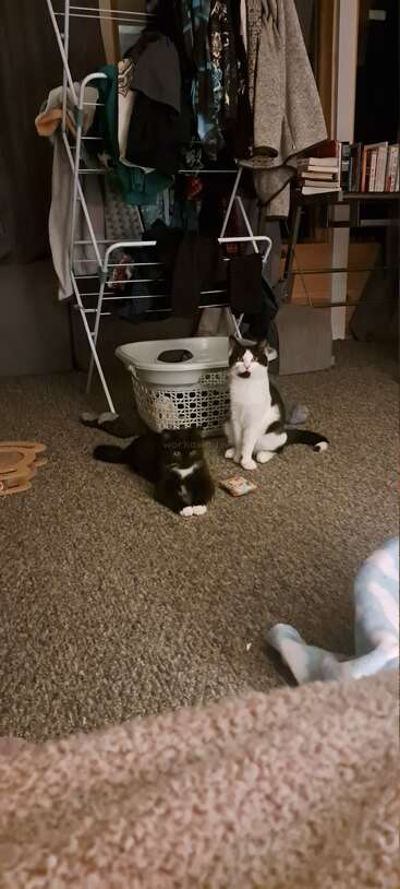 Dois gatos pretos e brancos sentados em um piso acarpetado. Atrás deles, há um cesto de roupa suja, um escorredor com roupas, livros e uma bagunça doméstica em geral.