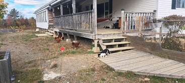 Uma casa rústica com varanda, três galinhas marrons no quintal seco e um gato preto e branco perto de uma rampa de madeira. Árvores de outono ao fundo.