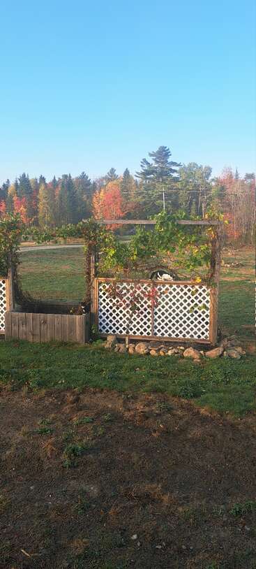 Uma treliça de jardim de madeira com videiras verdes, treliça branca, pedras embaixo e dois gatos pretos e brancos. As árvores de outono e o céu azul claro completam a cena pacífica.