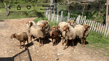 A group of sheep, including lambs, stands together on a dirt path near a rustic wooden fence, under sunlight. Green grass and trees surround the area.