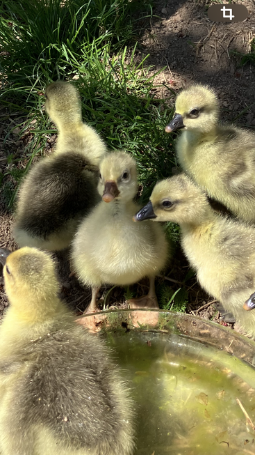 Five fluffy yellow goslings gather around a shallow water dish on the grass. Sunlight highlights their soft feathers as they curiously explore their natural outdoor environment.