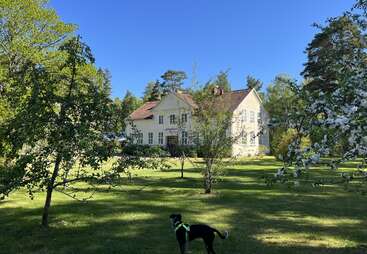 A beautiful white house with a red roof stands amidst lush green trees and flowering branches under a clear blue sky. A black dog explores the garden.