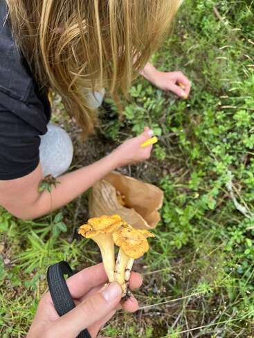 A person is foraging for wild mushrooms in a grassy area, holding yellow chanterelles, with a paper bag collecting more mushrooms on the ground.