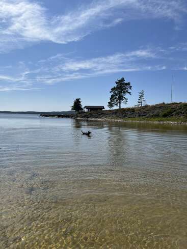 A serene lakeside scene features clear shallow water, a dog wading, distant small house, rocky shore, trees, blue sky, and soft white clouds overhead.