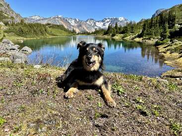 A happy dog lies on grassy ground near a clear blue alpine lake, surrounded by evergreen trees and majestic snow-capped mountains under a bright blue sky.