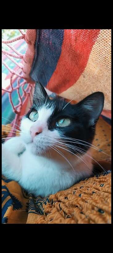 Nahaufnahme einer schwarz-weißen Katze, die gemütlich auf einer bunten, strukturierten Decke liegt und mit hellen, neugierigen Augen unter sanftem, natürlichem Licht nach oben schaut.