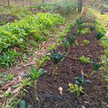 Ein Gartenbeet mit Reihen von grünem Grünkohl und anderem Gemüse, umgeben von Erde und Laub. Im Hintergrund steht jemand und kümmert sich um die Pflanzen.