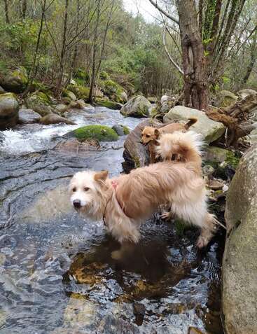 Zwei Hunde stehen an einem klaren, fließenden Bach, umgeben von Felsen und üppig grünen Bäumen in einer ruhigen Waldlandschaft, und genießen die Natur und das Wasser.