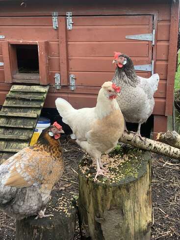Trois poules sont perchées sur des souches en bois devant un poulailler rustique de couleur marron. Chacune a un plumage d'une couleur différente et picore les graines éparpillées au sol.