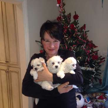 The image depicts a woman cradling three small white puppies in front of a decorated Christmas tree, with a kitchen cabinet and countertop visible in the background.