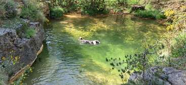 Un chien nage tranquillement dans un bassin naturel aux eaux claires et légèrement verdâtres, entouré de rochers, de fleurs sauvages et d'une végétation luxuriante, sous un soleil radieux par une journée chaude.