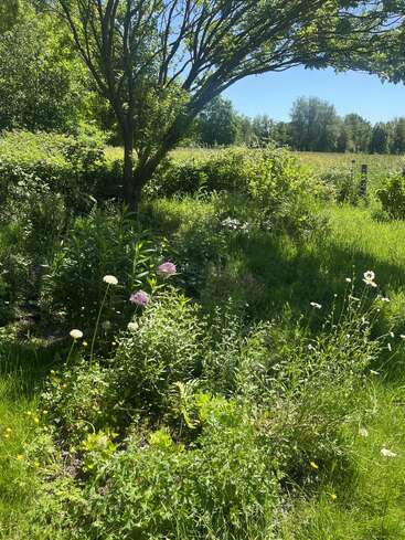 Um jardim exuberante e ensolarado exibe flores silvestres e gramíneas altas sob uma árvore frondosa. Ao fundo, veem-se campos abertos e mais vegetação sob um céu limpo.