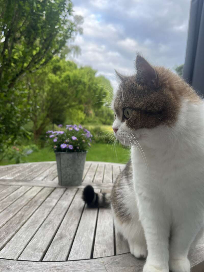 Um gato fofo, branco e marrom está sentado em uma mesa de madeira ao ar livre, olhando fixamente. Um vaso com flores roxas e um jardim verdejante cercam a cena.