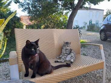 Two cats sit on a wicker outdoor bench in a garden. One black cat sits alert, while a gray tabby lounges casually, surrounded by greenery.