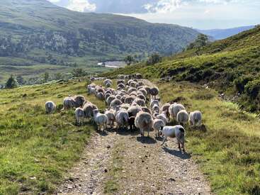 A flock of sheep is walking along a dirt path in a grassy field with rolling hills and trees in the background on a sunny day.