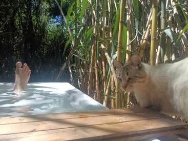 Une personne se détend dans une baignoire, entourée de grands bambous luxuriants. Un chat au pelage clair se tient à proximité, sur une plate-forme en bois ; tous deux profitent de la tranquillité de la nature.