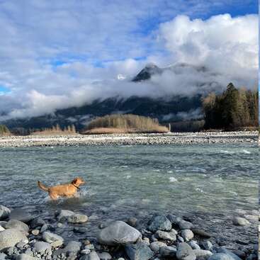Um cachorro marrom caminha pela água de um rio rochoso sob um céu azul. Montanhas enevoadas e árvores emolduram a paisagem pitoresca e tranquila ao fundo.