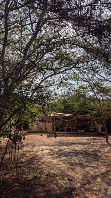 Sunlight filters through dense tree branches, casting shadows over a rustic, open-air shelter with wooden tables in a quiet, earthy, and natural outdoor setting.