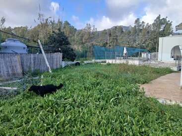 Um jardim verde e exuberante com grama alta, um cachorro preto explorando, algumas cercas, um tanque de água, árvores, montanhas ao fundo e uma casa branca.