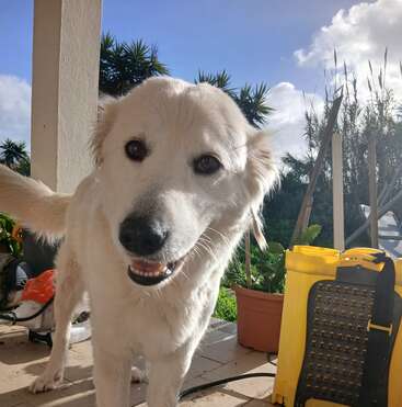 Um cachorro branco amigável com pelo fofo está em um pátio ensolarado, olhando para a câmera. Tem um recipiente amarelo e plantas ao fundo.