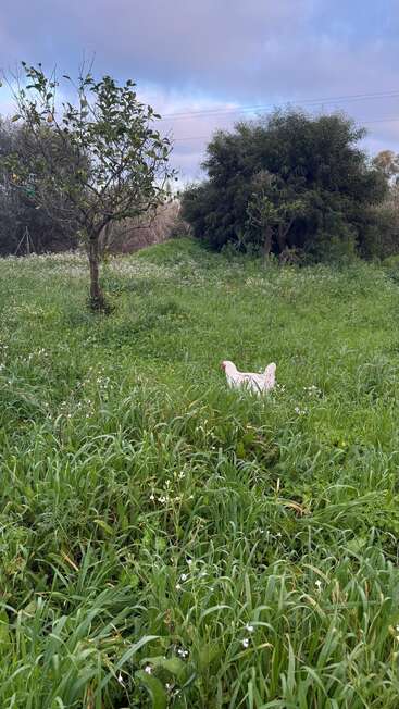 Ein weißes Huhn steht inmitten von Wildblumen auf saftigem grünem Gras, neben einem kleinen Baum, unter einem bewölkten Himmel. Im Hintergrund sieht man dichte Büsche.
