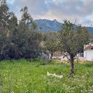 Une scène rurale paisible avec une herbe verte luxuriante, des fleurs sauvages, un citronnier, une poule blanche, de grands arbres, des montagnes en arrière-plan et une maison blanche.