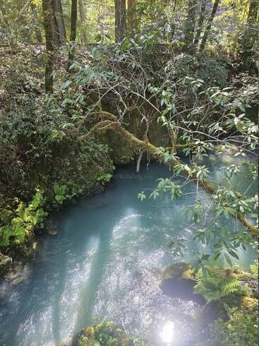 La imagen representa una serena escena forestal con una pequeña y tranquila masa de agua, rodeada de frondosa vegetación y árboles, que evoca una sensación de paz y belleza natural.