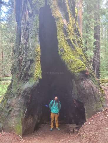 Un hombre está de pie delante de un árbol gigante con una gran sección hueca, rodeado de exuberante vegetación en un entorno forestal.
