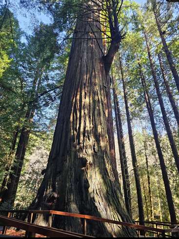La imagen representa un majestuoso árbol de gran tronco y ramas, rodeado de otros árboles en un bosque, con una barandilla en primer plano.