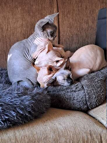 Tres gatos sin pelo se acurrucan juntos en una acogedora y mullida cama colocada sobre un sofá marrón, disfrutando juntos de una tranquila y cómoda siesta.