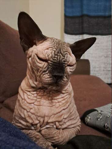 Un gato Sphynx arrugado está sentado en un sofá marrón, con aspecto malhumorado y somnoliento. Tiene los ojos casi cerrados. Cerca hay un calcetín con una calavera.