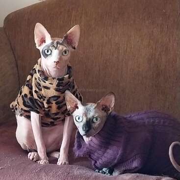 Dos gatos Sphynx sin pelo están sentados en un sofá marrón. Uno lleva un jersey con estampado de leopardo y el otro uno morado. Ambos miran con curiosidad a la cámara.