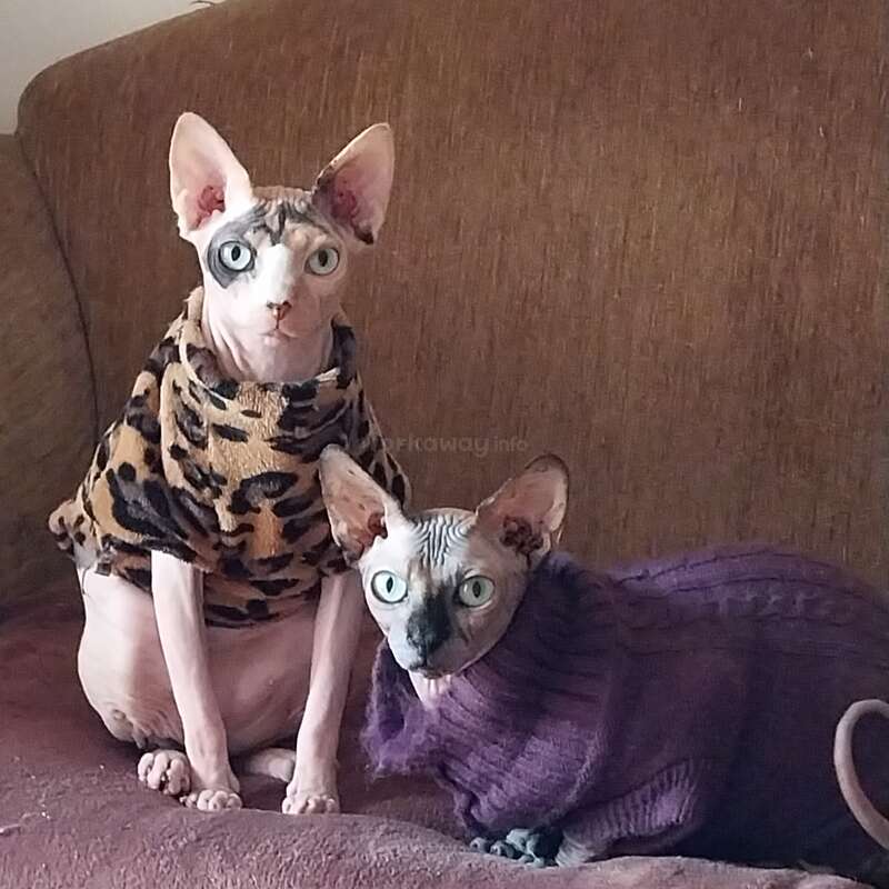 Dos gatos Sphynx sin pelo están sentados en un sofá marrón. Uno lleva un jersey con estampado de leopardo y el otro uno morado. Ambos miran con curiosidad a la cámara.