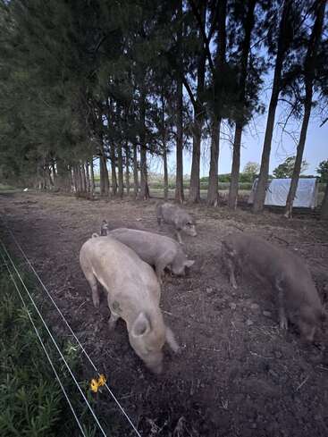 Five pigs are foraging on the dirt near a wire fence. Tall trees line the background, and a small white shelter stands in the distance.