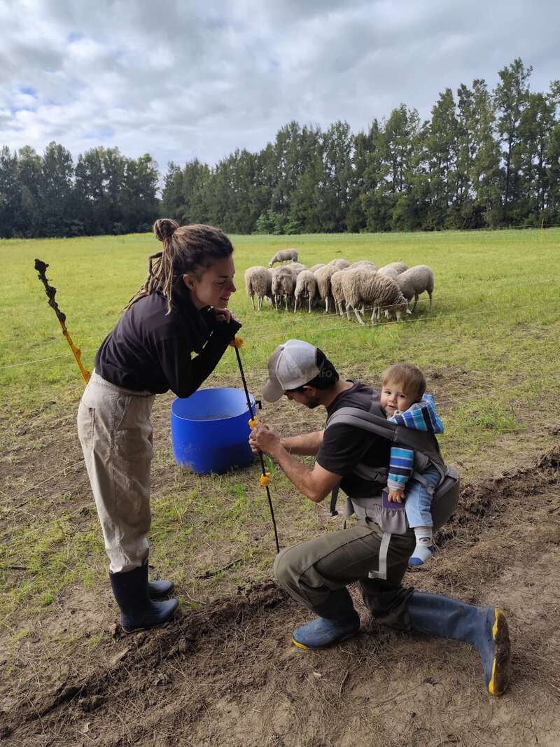 A man with a baby in a carrier and a woman work together on a farm, installing fencing. Sheep graze peacefully in the background under cloudy skies.