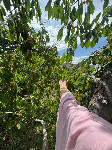 Une personne vêtue d'une blouse rose tend la main à travers les branches feuillues d'un arbre chargé de cerises jaunes, sous un ciel lumineux et partiellement nuageux.