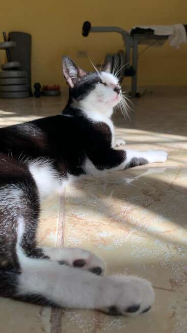 Eine schwarz-weiße Katze liegt auf einem sonnenbeschienenen Kachelboden, die Augen geschlossen und entspannt, mit Fitnessgeräten und einem Handtuch im Hintergrund. Gemütliche Atmosphäre.