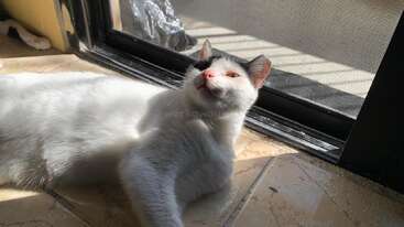 Eine weiße Katze mit schwarzen Abzeichen liegt auf einem Fliesenboden vor einem sonnigen Fenster. Die Katze blickt entspannt nach oben, gebadet in warmem Sonnenlicht.