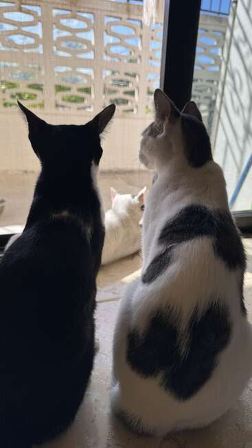 Dois gatos sentados lado a lado em uma janela, observando um terceiro gato do lado de fora. A luz do sol entra, destacando a marca em forma de coração nas costas de um gato.