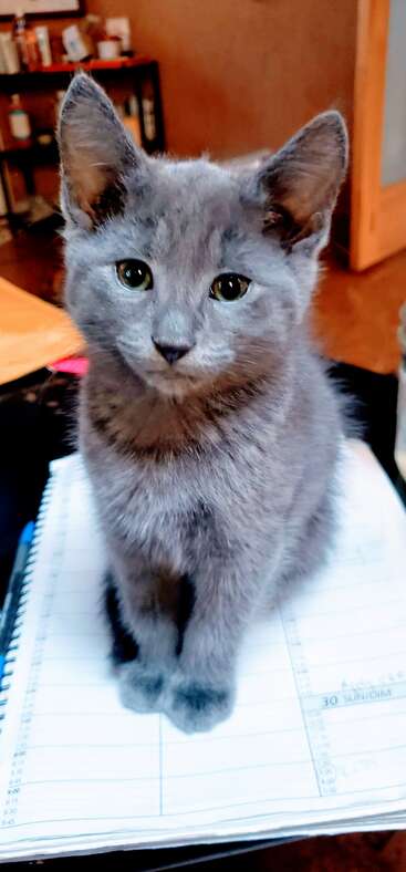 A cute gray kitten sits on an open notebook, staring intently. Its fur looks soft, and its eyes are bright. The background shows a cozy room.