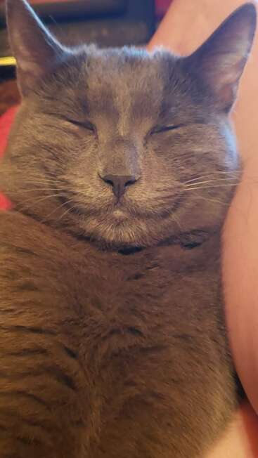 A content gray cat lies cozily, eyes closed and peaceful. Its head rests against a person’s arm, radiating warmth, comfort, and pure feline relaxation.