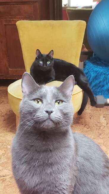 A grey cat sits in the foreground, staring at the camera, while a black cat lounges on a yellow chair in a cozy, homey room.