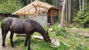 A black horse grazes on green grass in front of a rustic wooden greenhouse and shed, surrounded by trees and natural forest scenery in the background.