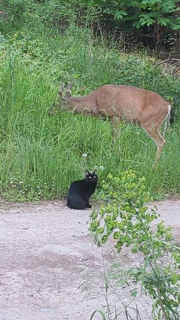 A black cat sits on a dirt path, looking at the camera, while a deer grazes on tall green grass behind it in a wooded area.