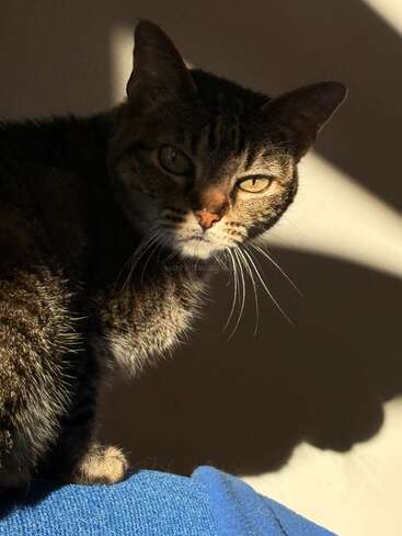 A tabby cat sits on a blue surface, half its face illuminated by sunlight. The cat’s expression is intense, casting a dramatic shadow on the wall.