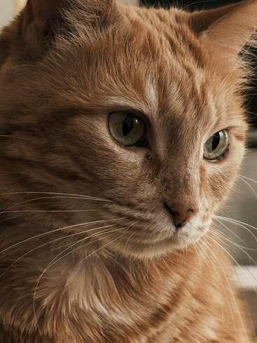 This image shows a close-up of an orange tabby cat with green eyes, gazing thoughtfully to the side. Its fur appears soft and beautifully detailed.