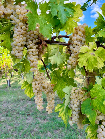Clusters of ripe white grapes hang from a vineyard vine, surrounded by vibrant green leaves, under a bright blue sky with scattered clouds.